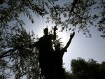 Arma pentru combaterea recesiunii sta sub plantatiile de maslini. Italia are sansa sa devina ar treilea mare producator de petrol al Europei