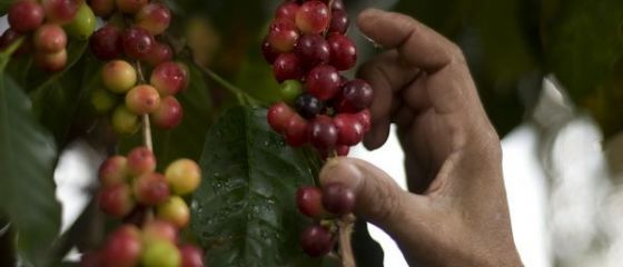 Pretul boabelor de cafea a scazut la minimul ultimilor 3 ani. Produsul final se vinde, insa, la fel de scump