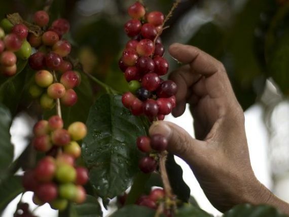 Pretul boabelor de cafea a scazut la minimul ultimilor 3 ani. Produsul final se vinde, insa, la fel de scump
