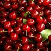 Ciresele romanesti de mai pleaca aproape toate la export. 10.000 de euro castig pentru o singura familie. Nemtii ofera si 5 euro/kg