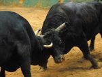 SUA au trimis anul acesta in Iran sperma de taur in valoare de 2 milioane de dolari