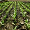 Agricultura eco, o afacere de care nu stim sa profitam. Importam la preturi uriase legume bio, desi avem pamant pentru asa culturi