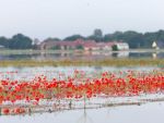 Cea mai mare putere a Europei, invinsa de vreme. Inundatiile au pus la pamant agricultura Germaniei