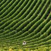 Agricultura ar putea deveni motorul economiei romanesti. Fermierii, desi ajutati de UE, sunt impiedicati de birocratie