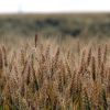 Italienii ne dau lectii in Delta Dunarii. Trei frati au investit 11 milioane de euro intr-o ferma ecologica