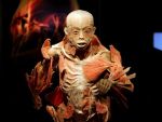 Expozitia The Human Body se prelungeste pana pe 4 august. Peste 62.000 de romani au vizitat-o pana in prezent