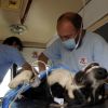 Din iulie, bucurestenii au o taxa in plus pentru animalele de companie