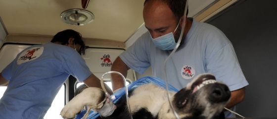 Din iulie, bucurestenii au o taxa in plus pentru animalele de companie
