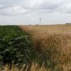 Basescu: Daca Romania ar avea o agricultura ca la carte, tara noastra ar putea exporta, intr-un an, alimente de 50 miliarde de euro