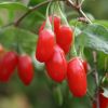 Agricultorii dau graul pe culturile exotice, mult mai profitabile. Un hectar de fructe goji le aduce venituri de 40.000 euro