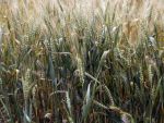 Erste: Economia Romaniei ar putea creste anul acesta cu 2,2%, sustinuta de agricultura