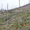 Romania ramane fara paduri. La macel participa si angajati ai ocoalelor silvice, nu doar hotii. 146.000 metri cubi de lemn, defrisati ilegal in 2012. Prejudiciul: 5,7 mil euro. VIDEO