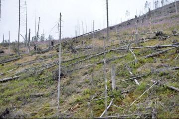 Romania ramane fara paduri. La macel participa si angajati ai ocoalelor silvice, nu doar hotii. 146.000 metri cubi de lemn, defrisati ilegal in 2012. Prejudiciul: 5,7 mil euro. VIDEO
