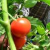 Romania, tara in care agricultura se face dupa ureche. Super-productia de rosii din 2013, lasata sa putrezeasca