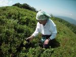 Delicatesele din Apuseni. A inceput sezonul in care localnicii castiga cat pentru restul anului. Nemtii si olandezii, cumparatori fideli