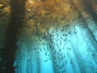 A fost descoperita o padure submarina de chiparosi, veche de 50.000 de ani