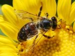 UE interzice utilizarea unui insecticid care omoara albinele. Romania a votat impotriva
