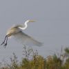 Birdwatching sau turismul extrem de profitabil care prinde contur in Romania. Strainii se inghesuie in Delta din Carpati, uimiti de splendorile ei