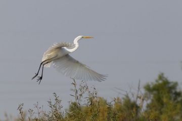 Birdwatching sau turismul extrem de profitabil care prinde contur in Romania. Strainii se inghesuie in Delta din Carpati, uimiti de splendorile ei