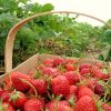 Un italian arata ca agricultura e profitabila in Romania. Poti face bani frumosi, daca accesezi fonduri europene