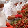 Ponta, in Spania: Nu mai sunt asa multi muncitori romani care vor sa lucreze in strainatate