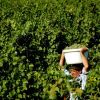 Mult e vinul ghiurghiuliu. Productia record de struguri din acest an va da licori bahice de calitate superioara