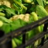 Zeci de tone de conopida si varza se strica pe campuri. Agricultorii spun ca n-au unde sa vanda. O solutie ar fi sa se uneasca in asociatii