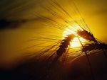 Guvernul a aprobat proiectul care reglementeaza vanzarea terenurilor agricole catre persoane fizice