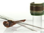 Primii ochi artificiali, creati in laborator. Comisia Europeana a finantat cu 2 mil. euro cercetarea