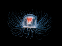 Cercetatorii au descoperit o specie de meduze care traiesc vesnic. Sunt singurele fiinte capabile sa-si inverseze procesul de imbatranire