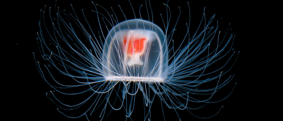 Cercetatorii au descoperit o specie de meduze care traiesc vesnic. Sunt singurele fiinte capabile sa-si inverseze procesul de imbatranire
