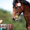 Intre terapie si agrement. Romanii se dedica din ce in ce mai mult un sport nobil si scump: echitatia