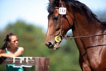 Intre terapie si agrement. Romanii se dedica din ce in ce mai mult un sport nobil si scump: echitatia