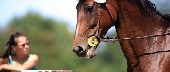 Intre terapie si agrement. Romanii se dedica din ce in ce mai mult un sport nobil si scump: echitatia