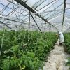 Recolta mare, profit mic. Legumicultorii, dispusi sa-si dea marfa pe gratis