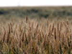 Blestemul pamantului. Desi fermierii au facut productie record de grau, preturile sunt atat de mici, incat nu-si scot nici investitia initiala