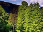Traseu turistic catre o pestera in roca vulcanica de 5 mil. ani, din Mures, inaugurat marti. Este rara in lume