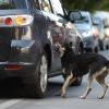Au taiat frunza la caini. Povestea din spatele sumelor fabuloase, de milioane de euro, alocate pentru rezolvarea problemei maidanezilor
