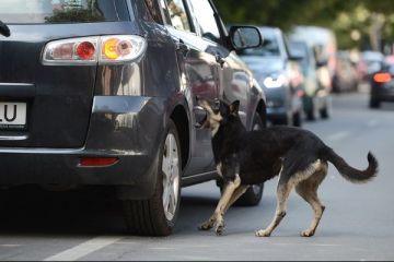 Au taiat frunza la caini. Povestea din spatele sumelor fabuloase, de milioane de euro, alocate pentru rezolvarea problemei maidanezilor