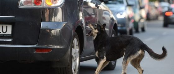 Au taiat frunza la caini. Povestea din spatele sumelor fabuloase, de milioane de euro, alocate pentru rezolvarea problemei maidanezilor