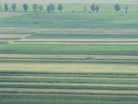 
	Bloomberg: Investitorii straini in agricultura, atrasi de preturile mici. Un hectar de teren agricol in Romania costa in medie 6.461 dolari, fata de 25.575 dolari in Marea Britanie

