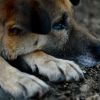 De ce a ajuns Romania tara cainilor vagabonzi. Pe ce cheltuiesc ONG-urile sutele de mii de euro primite anual de la straini si din impozitele romanilor