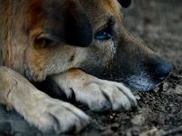 
	De ce a ajuns Romania tara cainilor vagabonzi. Pe ce cheltuiesc ONG-urile sutele de mii de euro primite anual de la straini si din impozitele romanilor
