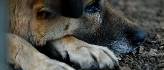 De ce a ajuns Romania tara cainilor vagabonzi. Pe ce cheltuiesc ONG-urile sutele de mii de euro primite anual de la straini si din impozitele romanilor