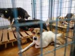 Sute de bucuresteni au venit sa adopte un caine