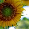 Cea mai mare productie de floarea soarelui inregistrata vreodata in Romania, iar la porumb doar francezii stau mai bine ca noi