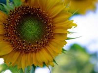 
	Cea mai mare productie de floarea soarelui inregistrata vreodata in Romania, iar la porumb doar francezii stau mai bine ca noi
