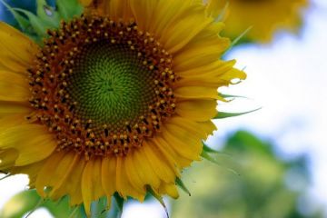 Cea mai mare productie de floarea soarelui inregistrata vreodata in Romania, iar la porumb doar francezii stau mai bine ca noi
