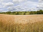 Ministrul Agriculturii: Fermierii care au intre 5 si 30 de hectare de teren vor primi 175 euro/hectar