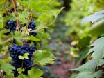 Strainii, tot mai interesati de turismul viticol de la noi